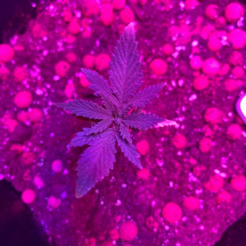 Spliff's Strawberry growlog photo: 10 cm
