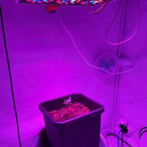 Spliff's Strawberry growlog photo: 10 cm
