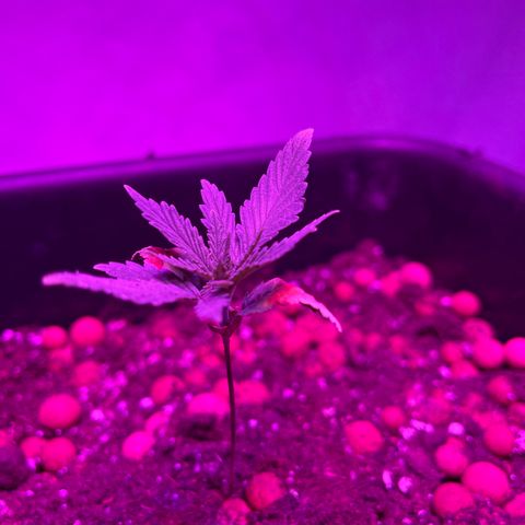 Spliff's Strawberry growlog photo: 10 cm