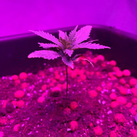 Spliff's Strawberry growlog timeline photo