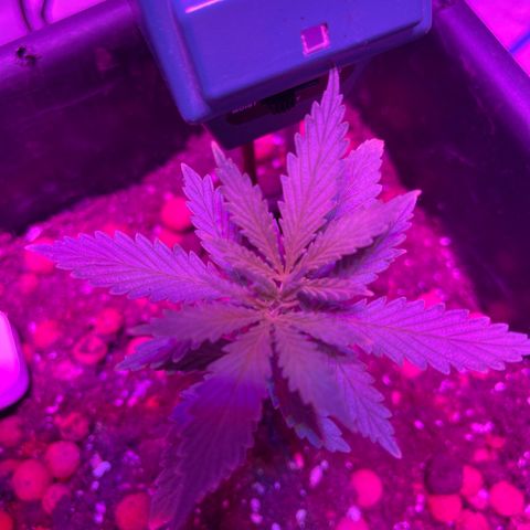 Spliff's Strawberry growlog timeline photo