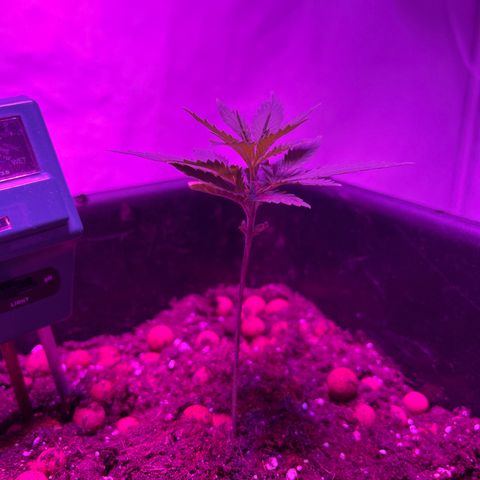 Spliff's Strawberry growlog timeline photo
