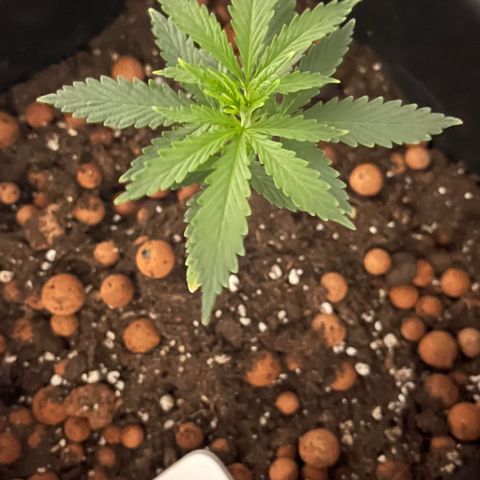 Spliff's Strawberry growlog timeline photo