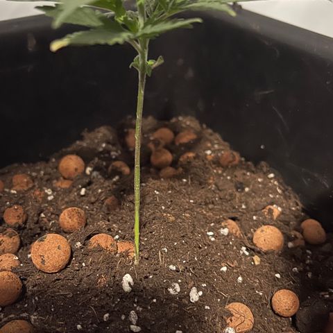 Spliff's Strawberry growlog timeline photo