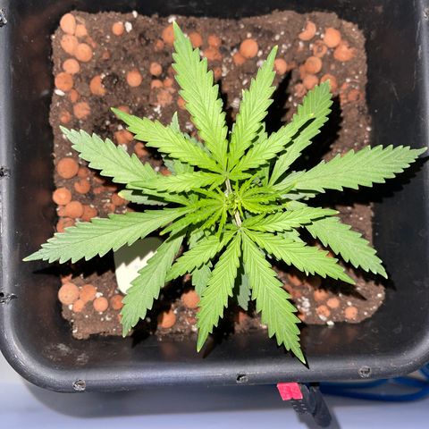 Spliff's Strawberry growlog timeline photo
