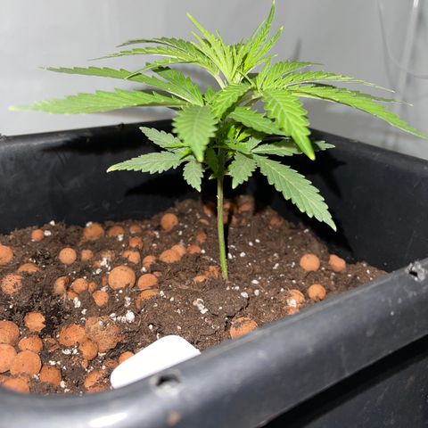 Spliff's Strawberry growlog timeline photo