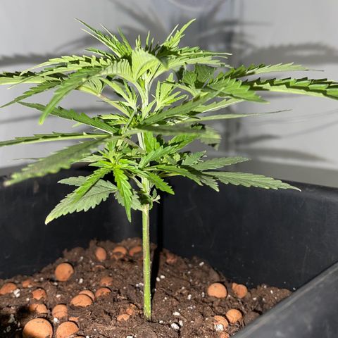 Spliff's Strawberry growlog timeline photo
