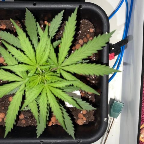 Spliff's Strawberry growlog timeline photo