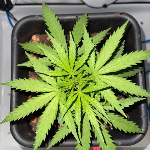 Spliff's Strawberry growlog timeline photo