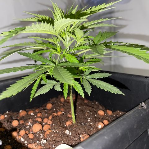 Spliff's Strawberry growlog timeline photo