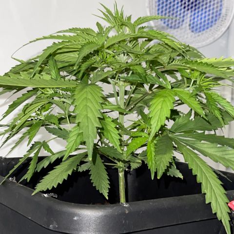 Spliff's Strawberry growlog timeline photo