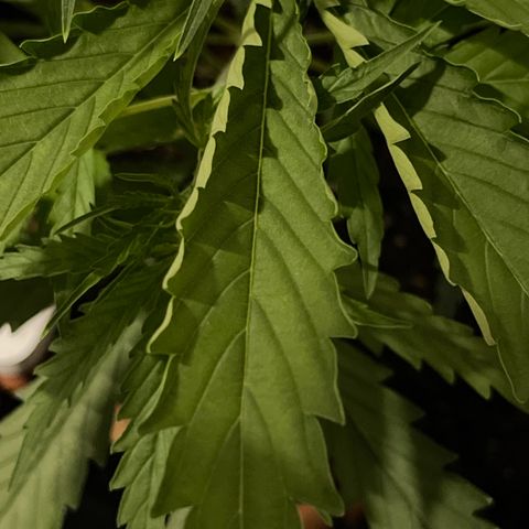 Spliff's Strawberry growlog timeline photo