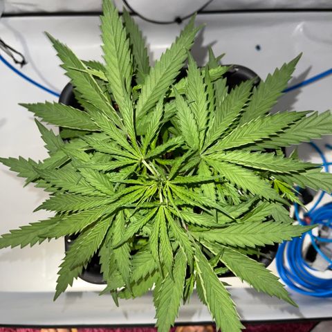 Spliff's Strawberry growlog timeline photo