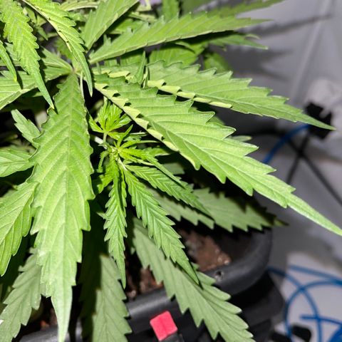 Spliff's Strawberry growlog timeline photo