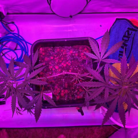 Spliff's Strawberry growlog timeline photo