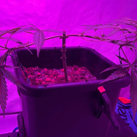 Spliff's Strawberry growlog timeline photo