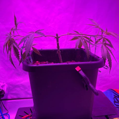 Spliff's Strawberry growlog timeline photo