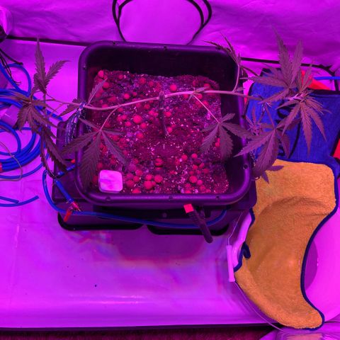 Spliff's Strawberry growlog timeline photo