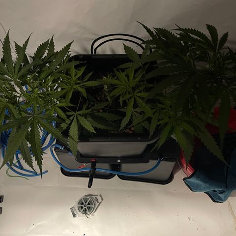 Spliff's Strawberry growlog timeline photo
