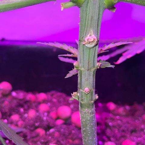 Spliff's Strawberry growlog timeline photo