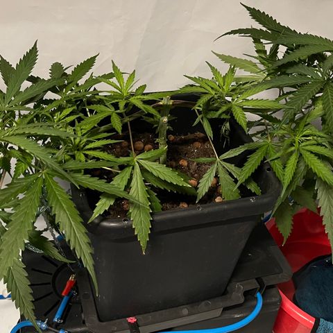 Spliff's Strawberry growlog timeline photo