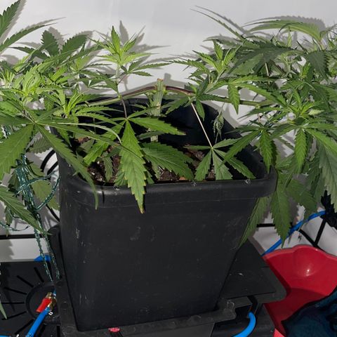 Spliff's Strawberry growlog timeline photo