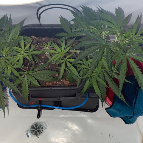 Spliff's Strawberry growlog timeline photo