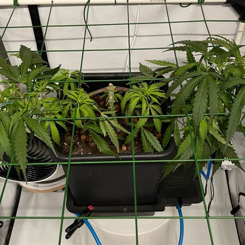 Spliff's Strawberry growlog timeline photo