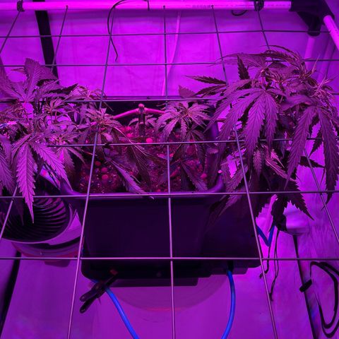 Spliff's Strawberry growlog timeline photo