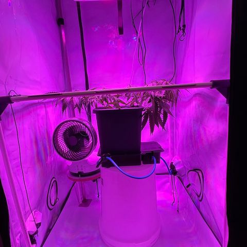 Spliff's Strawberry growlog timeline photo