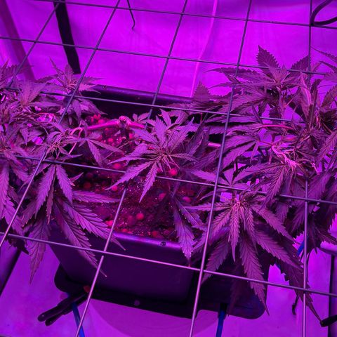 Spliff's Strawberry growlog timeline photo