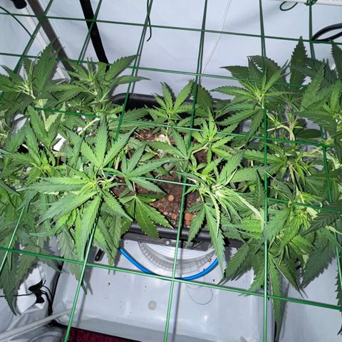 Spliff's Strawberry growlog timeline photo
