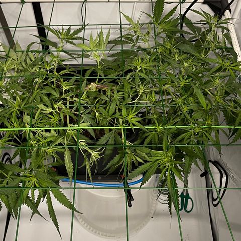 Spliff's Strawberry growlog photo: still growing