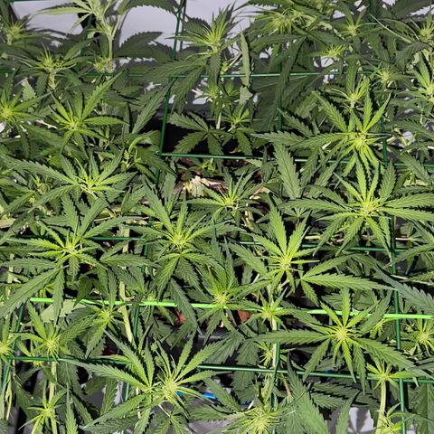 Spliff's Strawberry growlog timeline photo