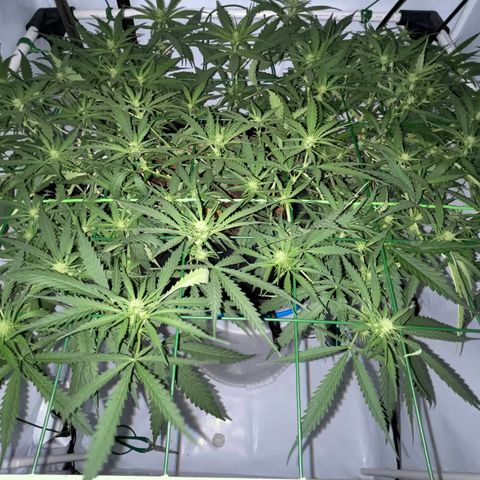 Spliff's Strawberry growlog timeline photo