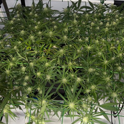 Spliff's Strawberry growlog timeline photo