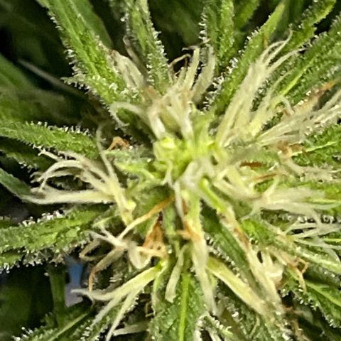 Spliff's Strawberry growlog timeline photo