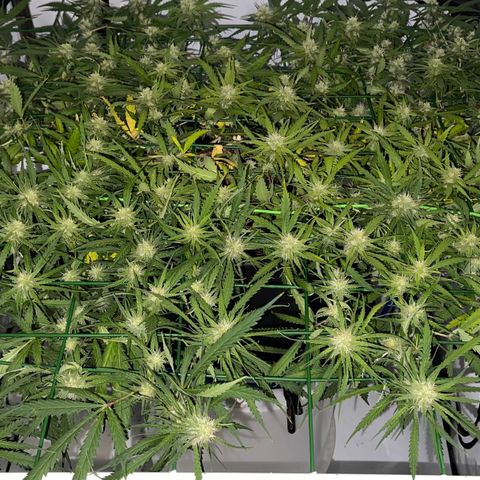 Spliff's Strawberry growlog timeline photo