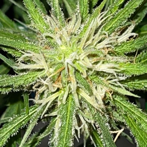 Spliff's Strawberry growlog timeline photo