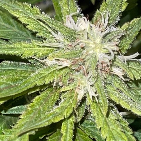 Spliff's Strawberry growlog timeline photo