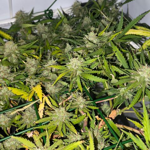 Spliff's Strawberry growlog timeline photo