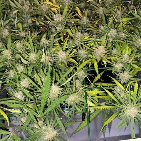 Spliff's Strawberry growlog timeline photo