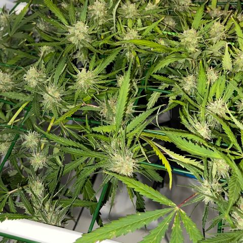 Spliff's Strawberry growlog timeline photo