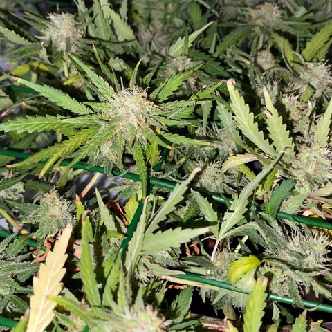 Spliff's Strawberry growlog timeline photo