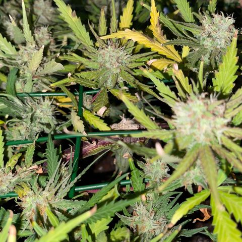 Spliff's Strawberry growlog timeline photo