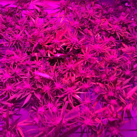 Spliff's Strawberry growlog timeline photo