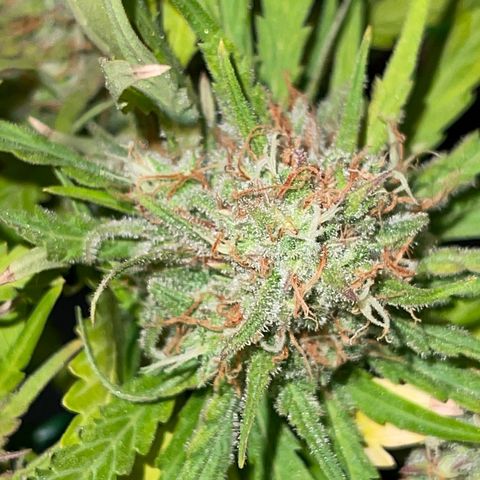 Spliff's Strawberry growlog timeline photo