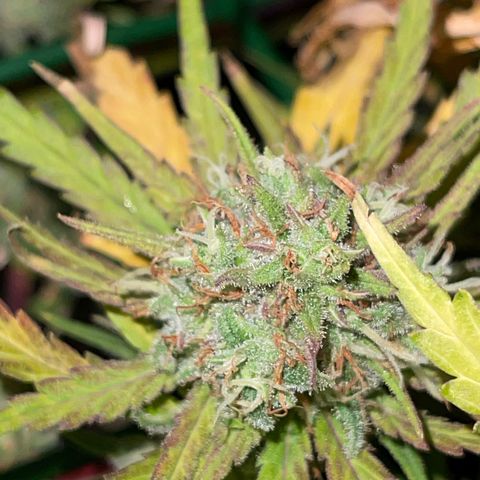 Spliff's Strawberry growlog timeline photo