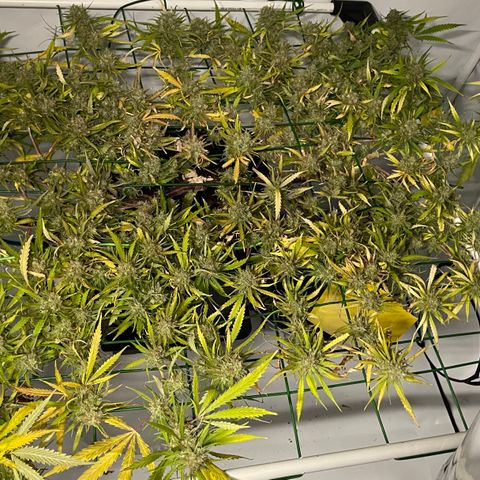 Spliff's Strawberry growlog timeline photo
