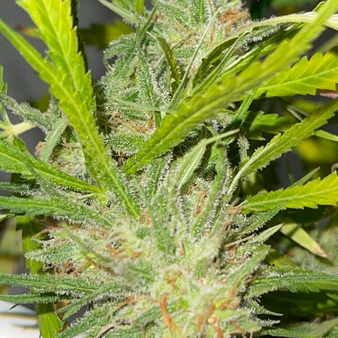 Spliff's Strawberry growlog timeline photo